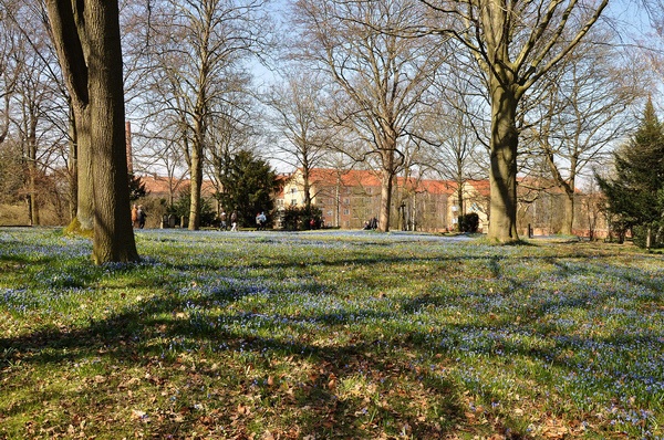 Scilla   011.jpg